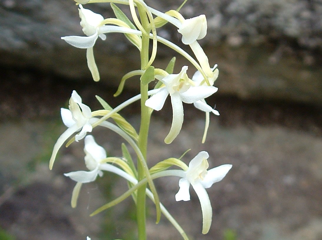 Platanthera chloranta o bifolia?